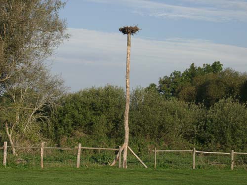 Das Storchennest